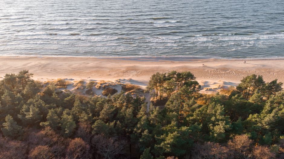 Vue aérienne par drone d'une pinède et d'une plage du littoral